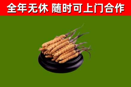 嘉义回收冬虫夏草