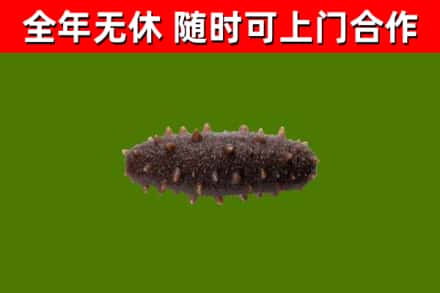 嘉义回收海参干